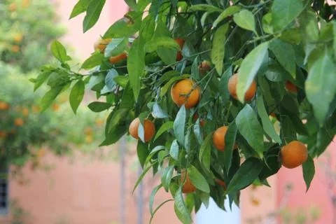 Mandarin tree Stock Photos