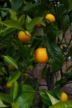 Mandarin tree Stock Photos