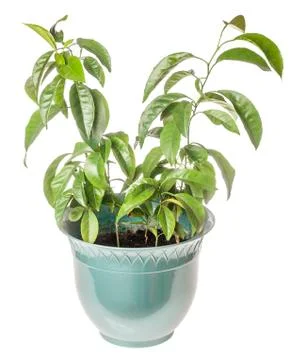 Mandarin tree plant Stock Photos