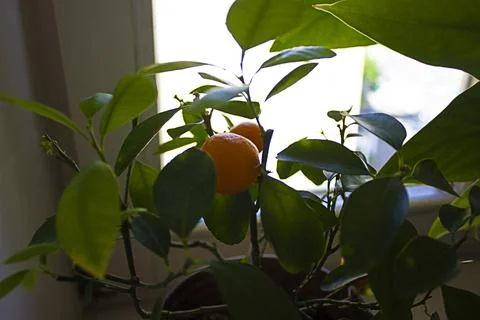 Mandarin tree in pot on window. Citrus reticulata, mandarin orange, robson, w Foto stock