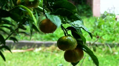 Mandarin tree in a storm 1 Stock-Footage 580288
