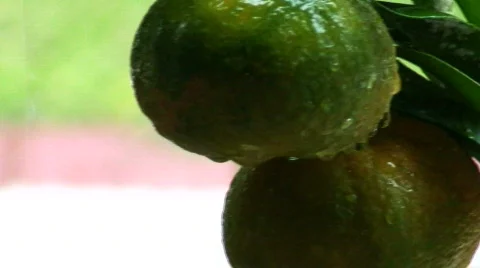 Mandarin tree in a storm 3 Stock Footage 580300