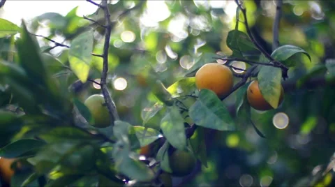 Mandarin tree, tangerine tree Video stock 42762309