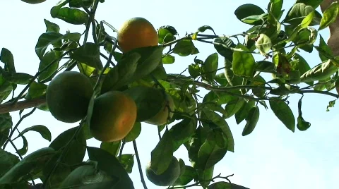 Mandarin tree1 Stock Footage 285702