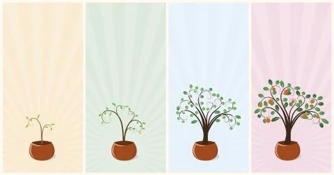 Mandarin trees Stock Illustration