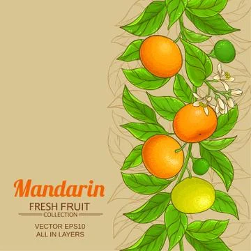 Mandarin vector background Stock Illustration