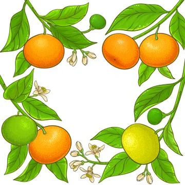 Mandarin vector frame Stock Illustration