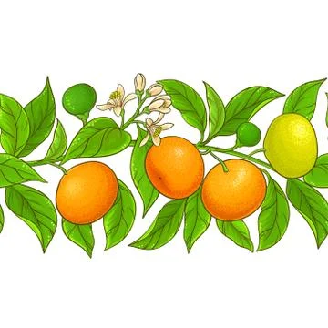 Mandarin vector pattern Stock Illustration