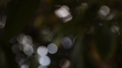 Mandarin1 Stock Footage 126537718