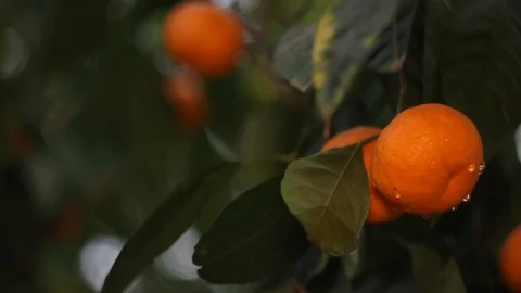 Mandarin3 Stock Footage 126537711