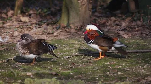 Mandarine duck Stock Footage 73379276