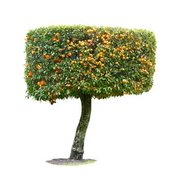 Mandarine tree isolated on white background Stock Photos