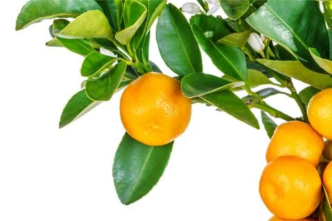 Mandarine tree isolated on white Stock Photos