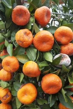 Mandarine trees Foto stock