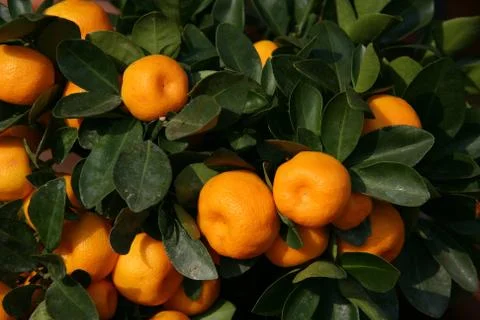 Mandarinenbäumchen Stock Photos