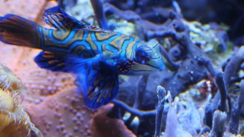 Mandarinfish makes a u-turn 4K Stock Footage 96019320