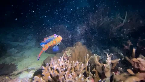 Mandarinfish (Synchiropus splendidus) Coupling Clip3568 스톡 동영상 243717805
