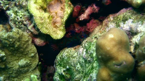 Mandarinfishes (Synchiropus splendidus) Stock Footage 6813495