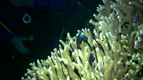 Mandarinfishes (Synchiropus splendidus) mating 3 Video stock 7909648