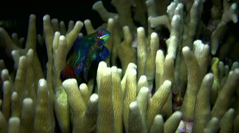 Mandarinfishes (Synchiropus splendidus) mating 4 Stock Footage 7909649