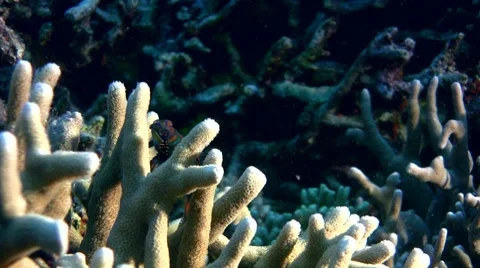 Mandarinfishes (Synchiropus splendidus) mating Stock Footage 7909645