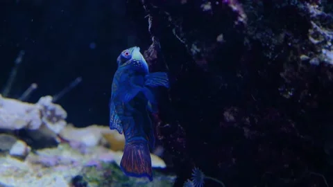 Mandarinfsih swimming  Video stock 143354017