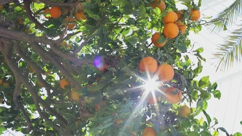 Mandarins growing on a tree, close-up view from below Stock Footage 327933563