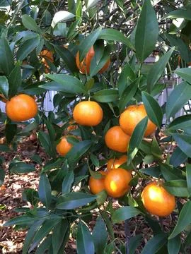Mandarins 写真素材