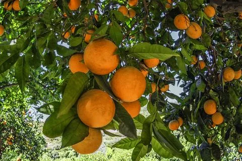 Mandarins on the tree, Orange tree Stock Photos