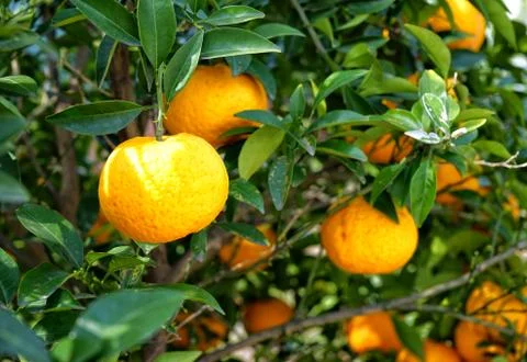  Mandarins on the tree. Stock Photos