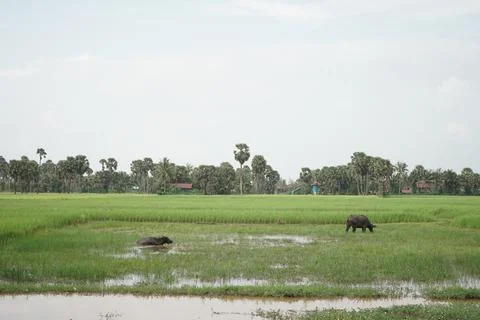 Mandates in rice field Stock Photos