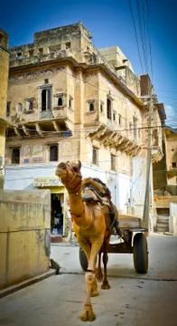 Mandawa camel Stock Photos