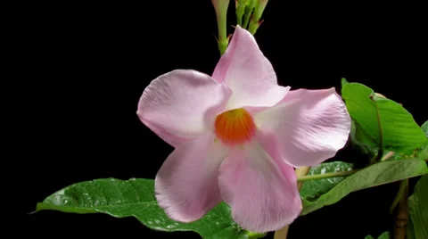 Mandevilla Flower Timelapse Stock Footage 38760395