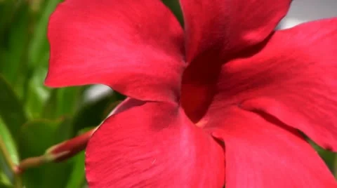 Mandevilla macro Stock Footage 12249445