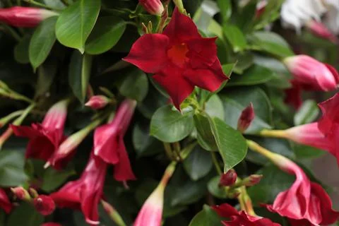 Mandevilla sanderi red Stock Photos