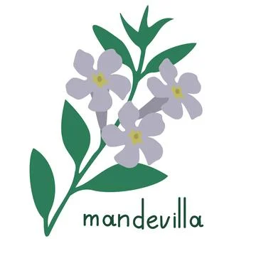 Mandevilla vector flower Stock Illustration