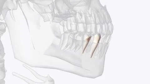 Mandibular second premolars have three cusps Stock Illustration