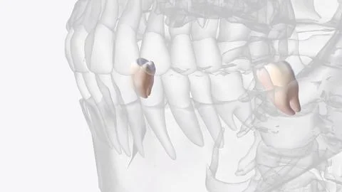 Mandibular third molars usually have two roots: mesial and distal as on mandi Stock Photos