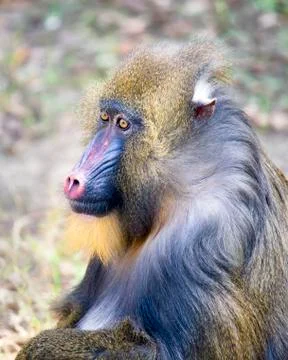 Mandril Portrait Stock Photos