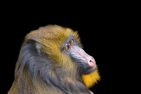 Mandril Portrait Stock Photos