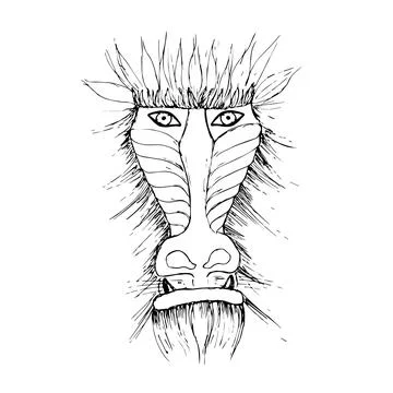 Mandrill, baboon s face. Baboon linear art vector Stock Illustration