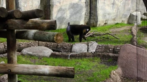 Mandrill eating at the zoo Stock Footage 236436812
