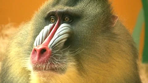 Mandrill Video stock 8860851