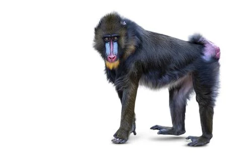 Mandrill isolated on white background. Walking monkey, side view, mandrill Stock Photos
