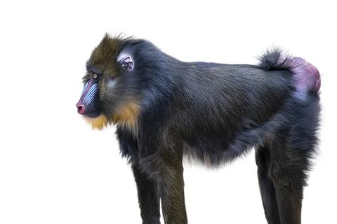 Mandrill isolated on white background. Walking monkey, side view, mandrill Stock Photos