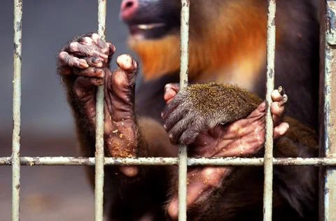 Mandrill (Mandrillus sphinx), cage, caging, bars, captivity Stock Photos