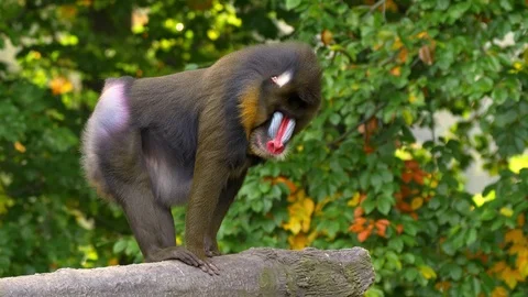 Mandrill (Mandrillus sphinx) in captivity Vidéo 102925721