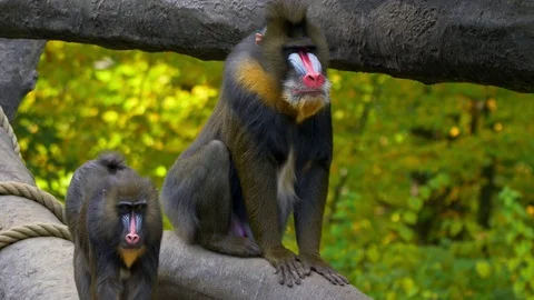 Mandrill (Mandrillus sphinx) in captivity Video stock 102926176