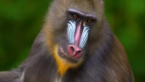 Mandrill (Mandrillus sphinx) chewing food 스톡 동영상 102926412