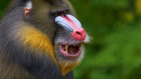 Mandrill (Mandrillus sphinx) chewing food Stock Footage 102931532